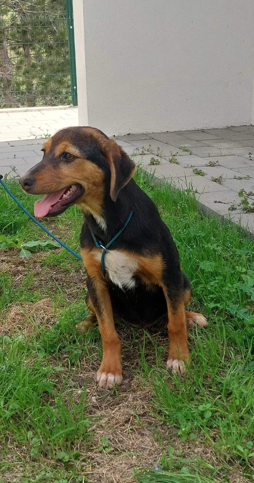 Lajka, female puppy mixed breed for adoption at Azil grada Bara, Куфин