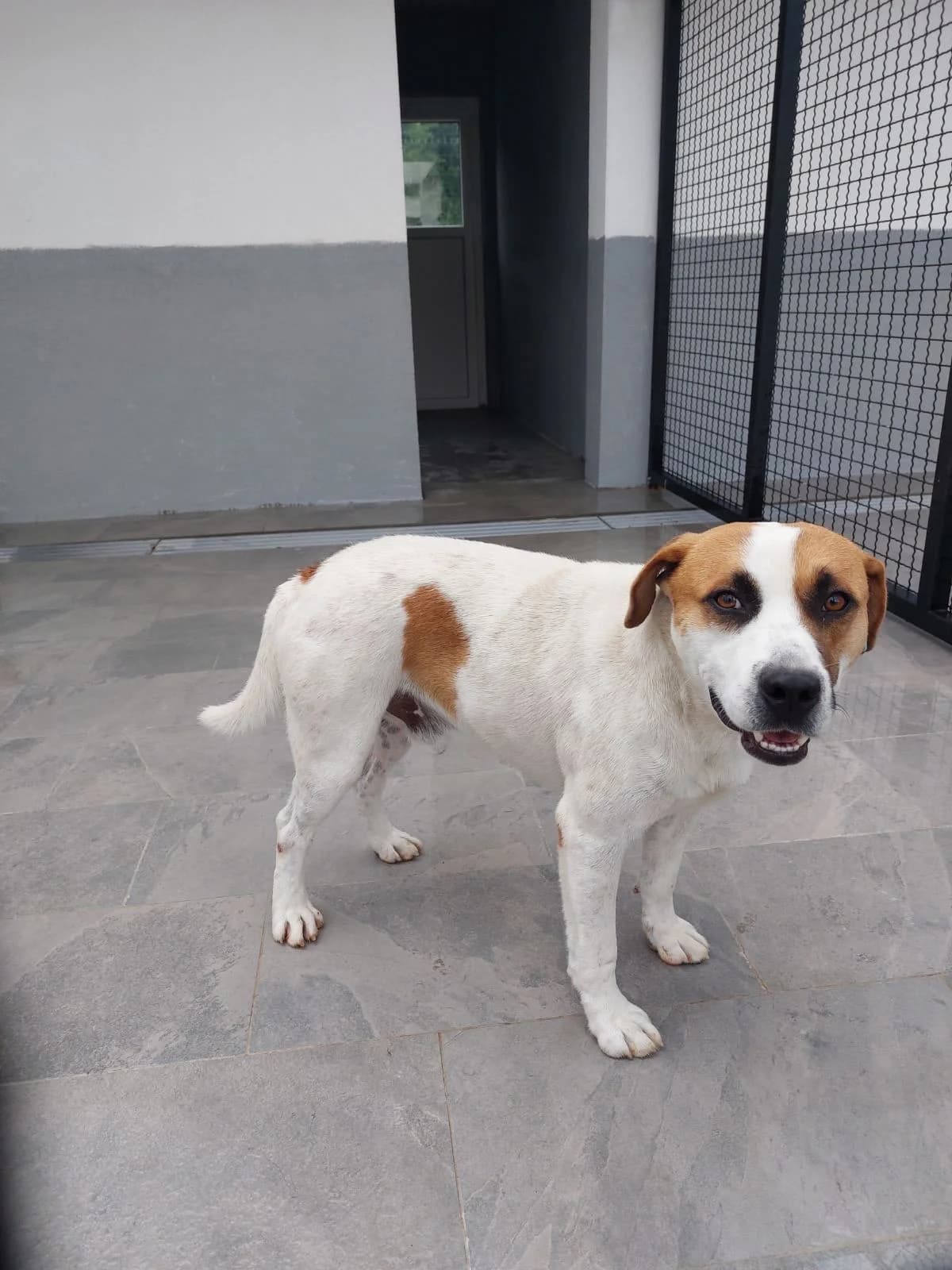 Mišel, inherit male 4yo mixed breed for adoption at Azil grada Bara, Куфин