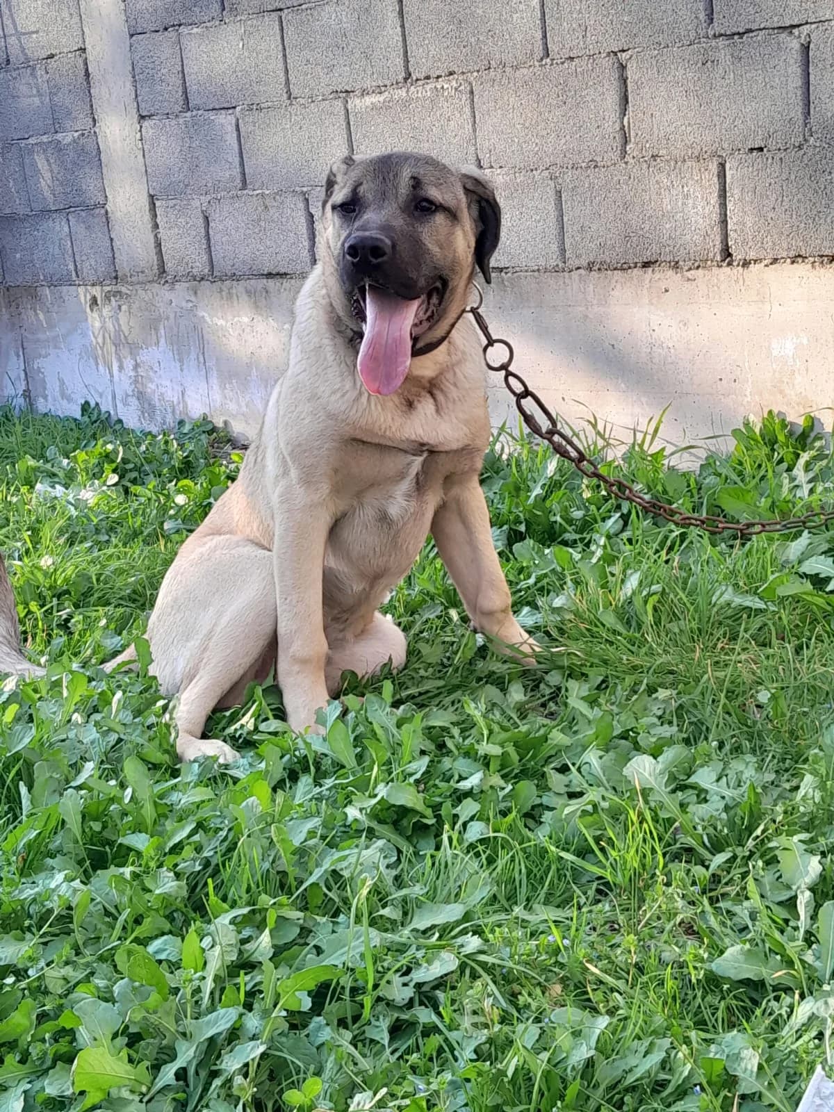 Bak, male young mixed breed for adoption at Azil grada Bara, Куфин
