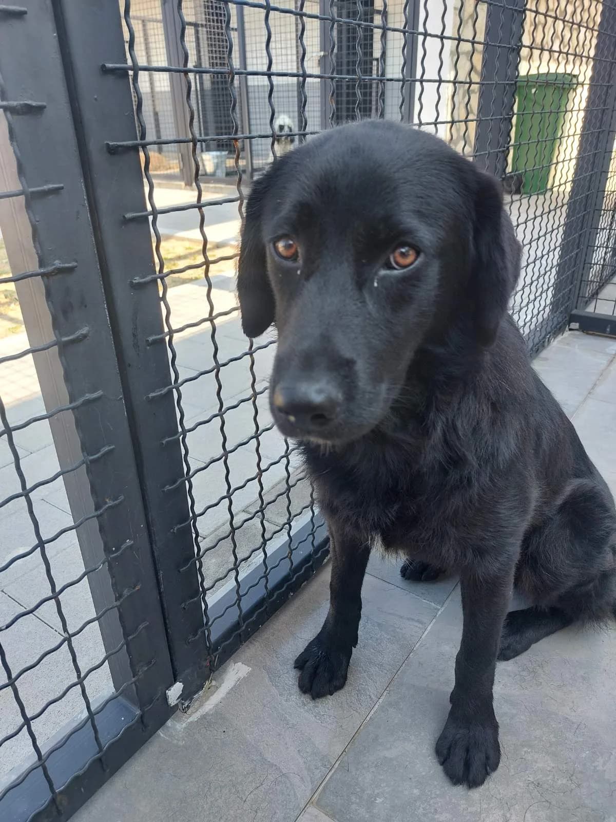 Nera, female Labrador Retriever for adoption at Azil grada Bara