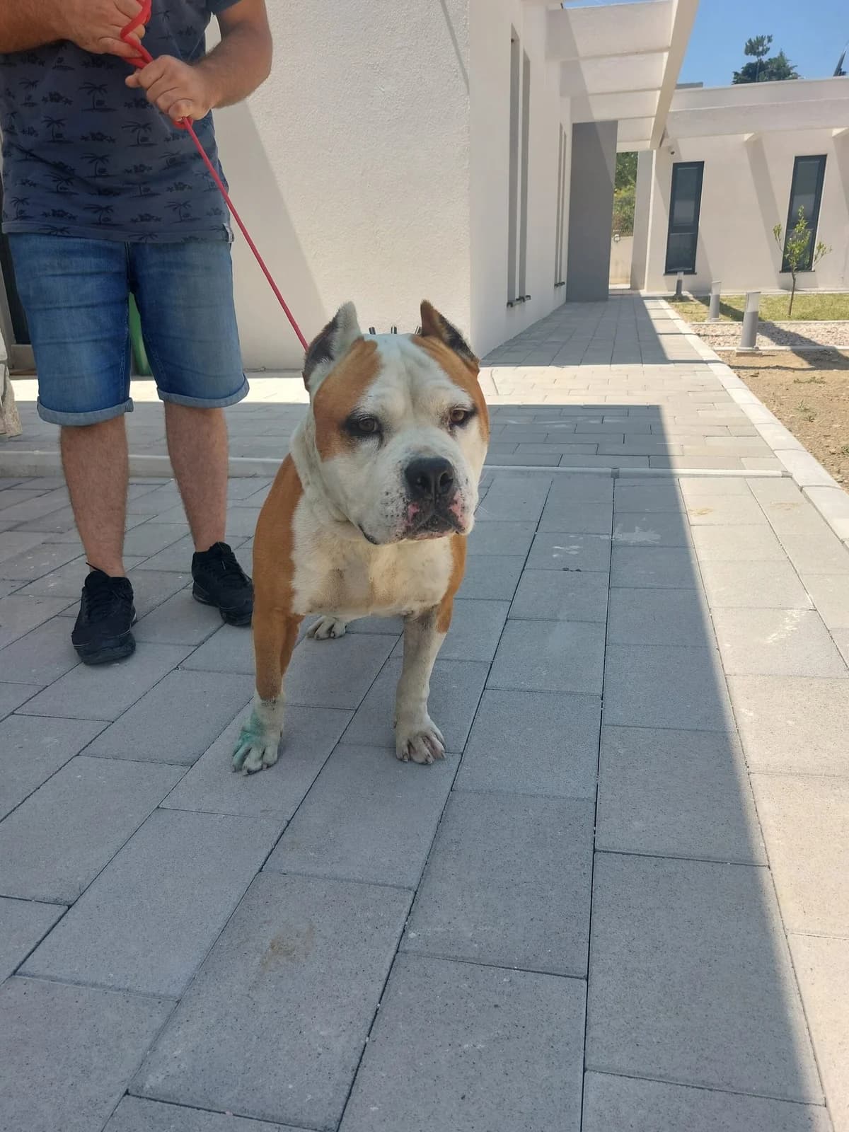Rex, male American Staffordshire Terrier for adoption at Azil grada Bara