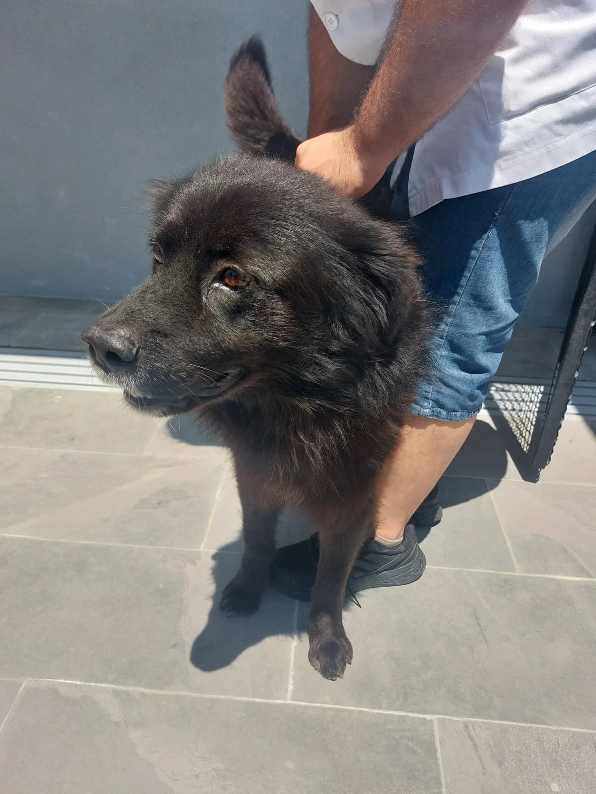 Medo, male mixed breed for adoption at Azil grada Bara