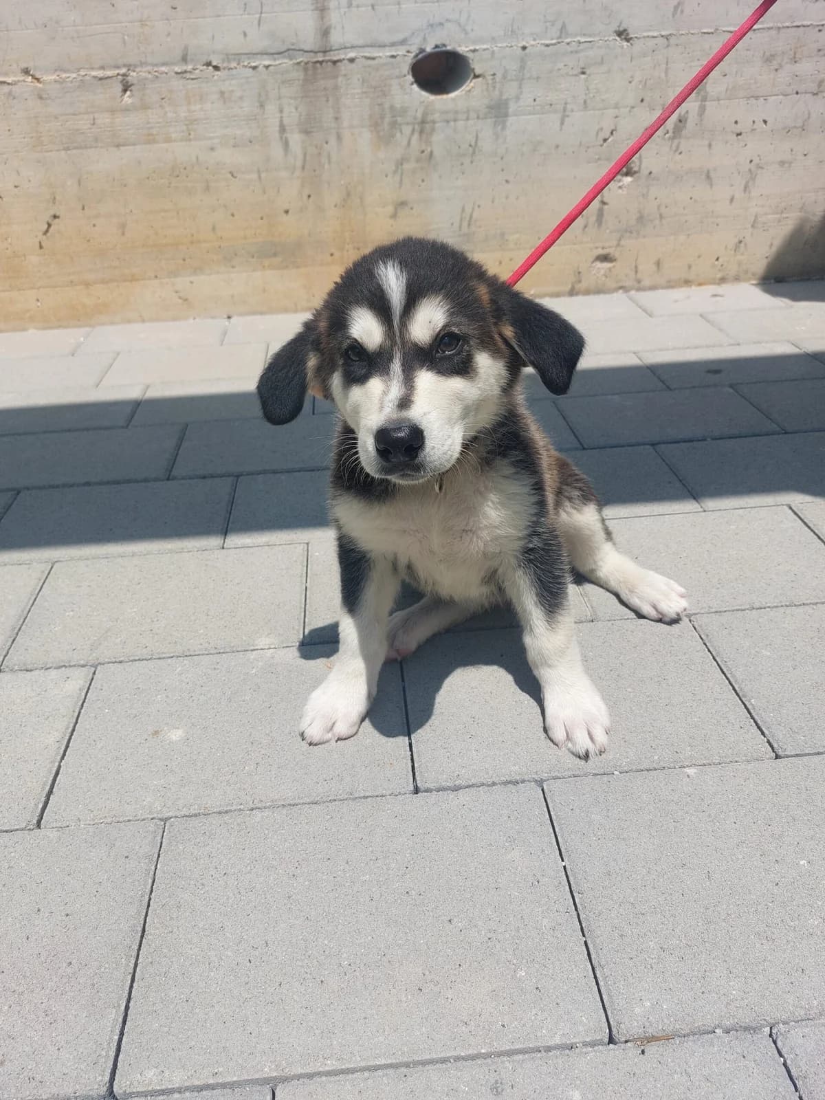 Rea, inherit female puppy mixed breed for adoption at Azil grada Bara, Куфин