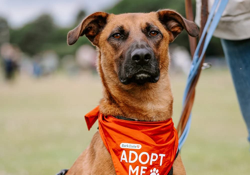 Moritz,  Mixed Breed for adoption at Caramelli Rescue Montenegro, Nationwide