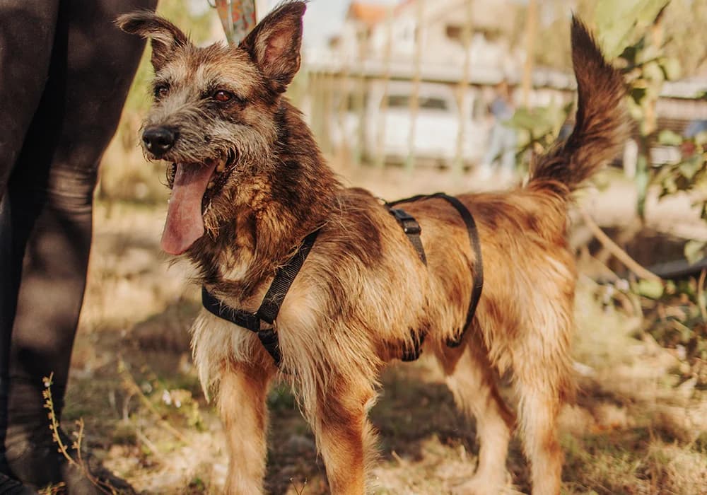 Milli,  Mixed Breed for adoption at Caramelli Rescue Montenegro, Nationwide