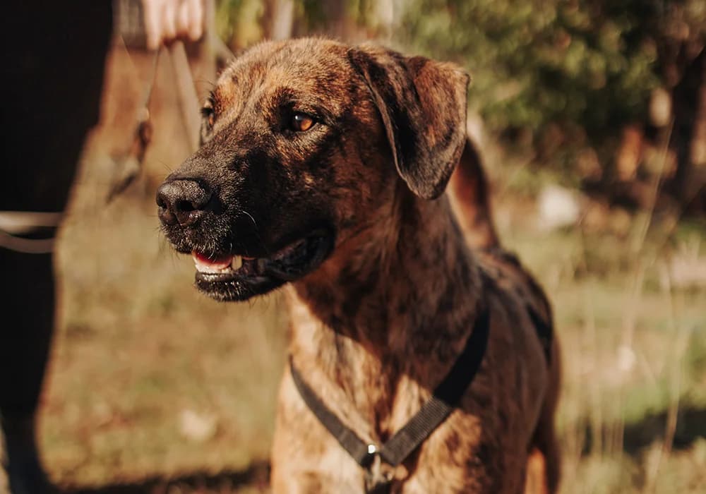 Bruno, male 5yo Mixed Breed for adoption at Caramelli Rescue Montenegro, Nationwide