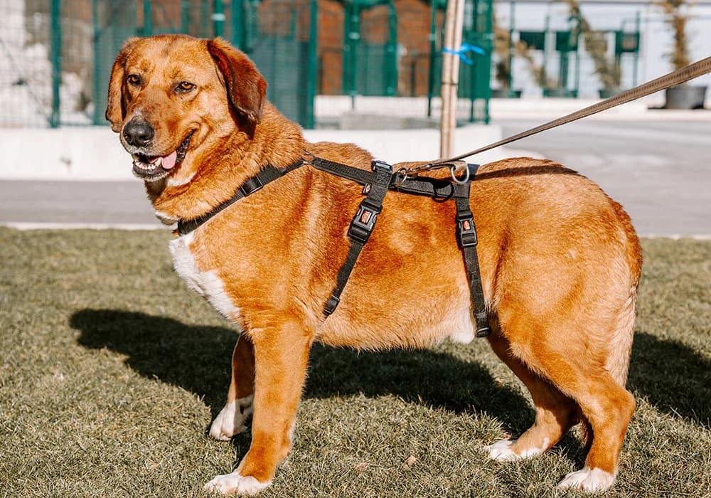Zevs, Mixed Breed (Caramelli Rescue Montenegro)