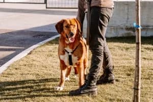 Zevs, male 4yo Mixed Breed for adoption at Caramelli Rescue Montenegro, Nationwide