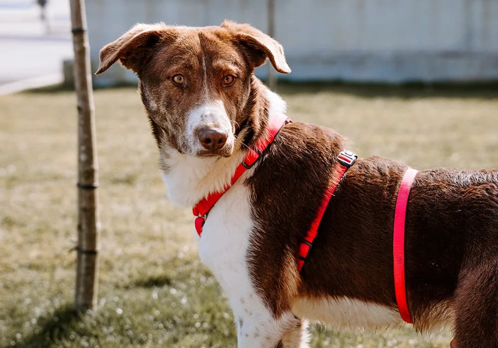 Ali, male young Mixed Breed for adoption at Caramelli Rescue Montenegro, Nationwide