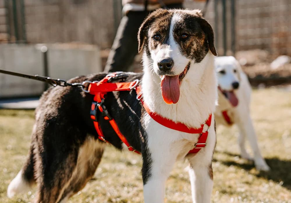 Romy,  Mixed Breed for adoption at Caramelli Rescue Montenegro, Nationwide
