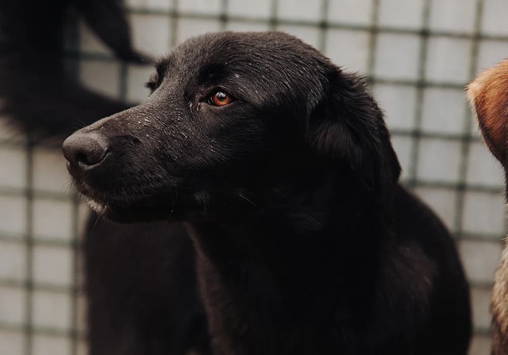 Fredo, male young Mixed Breed for adoption at Caramelli Rescue Montenegro, Nationwide