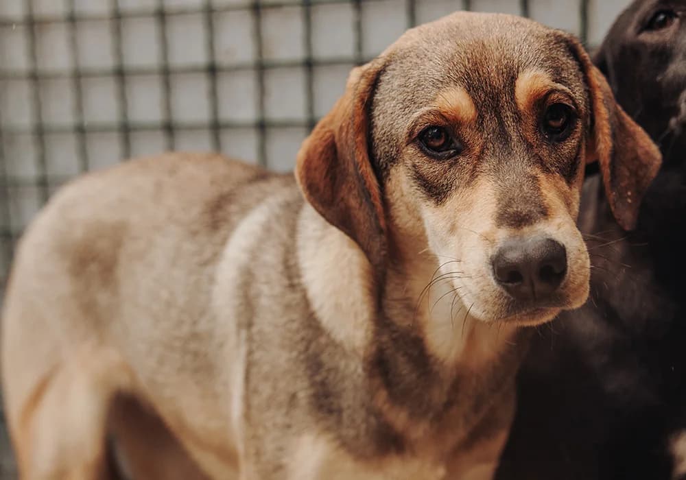 Coco, Mixed Breed (Caramelli Rescue Montenegro)