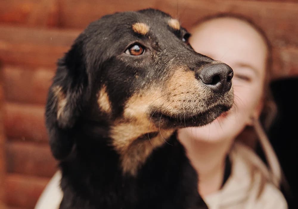 Shey,  Mixed Breed for adoption at Caramelli Rescue Montenegro, Nationwide