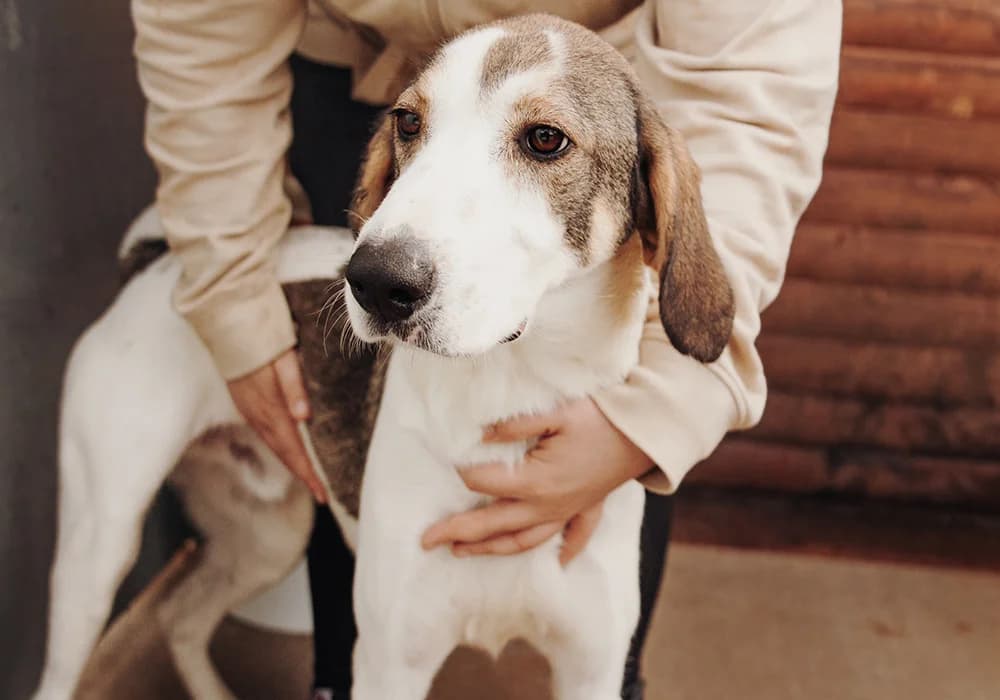Mikey, Mixed Breed (Caramelli Rescue Montenegro)