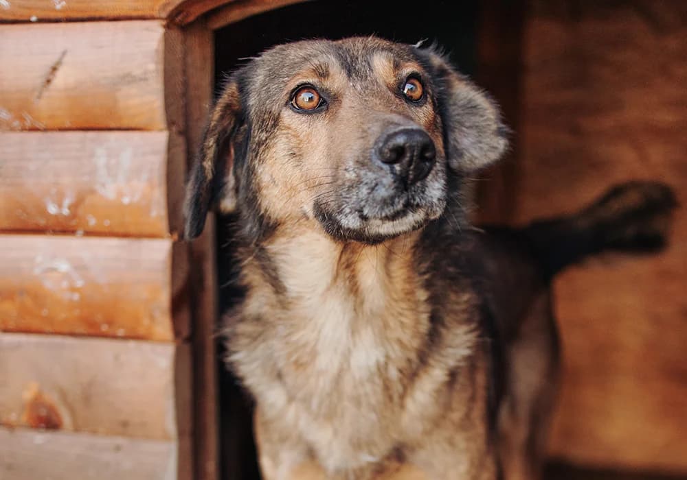 Bingo,  Mixed Breed for adoption at Caramelli Rescue Montenegro, Nationwide