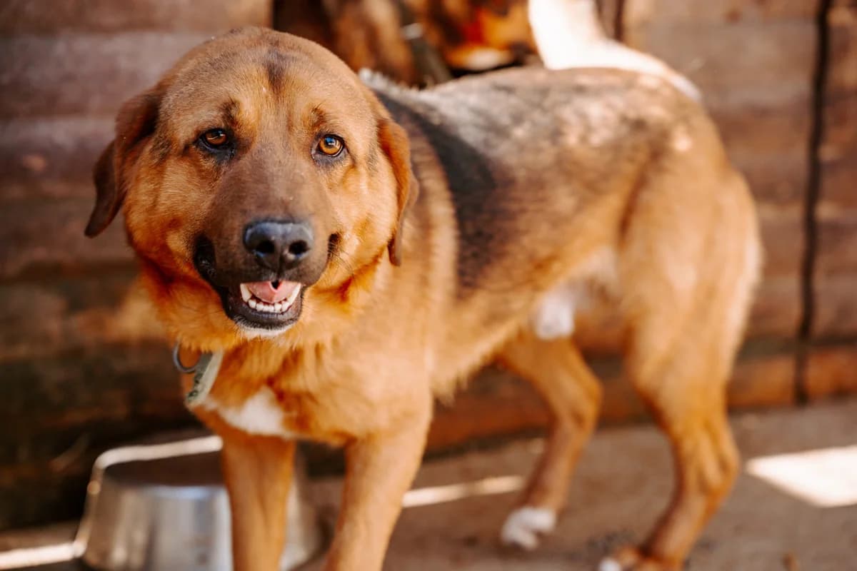 Pixie, Mixed Breed (Caramelli Rescue Montenegro)