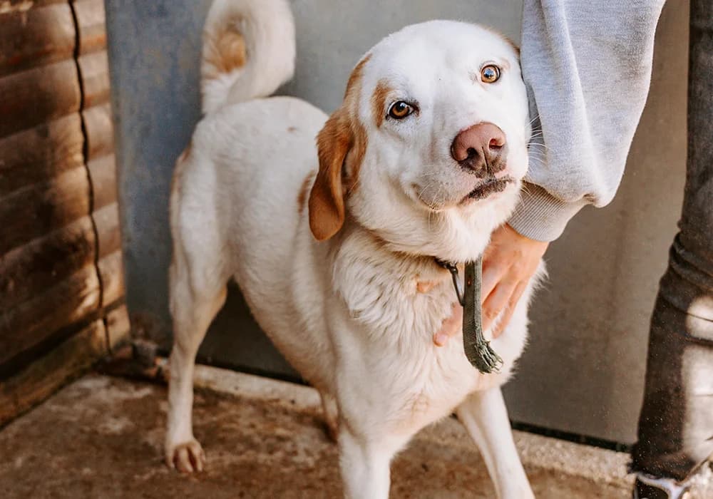 Micky, Mixed Breed (Caramelli Rescue Montenegro)