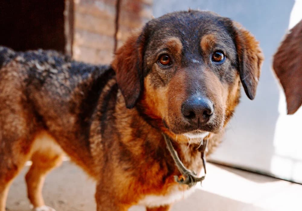 Tricksie,  Mixed Breed for adoption at Caramelli Rescue Montenegro, Nationwide