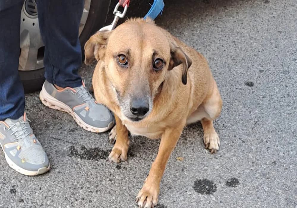 Baby,  Mixed Breed for adoption at Caramelli Rescue Montenegro, Nationwide