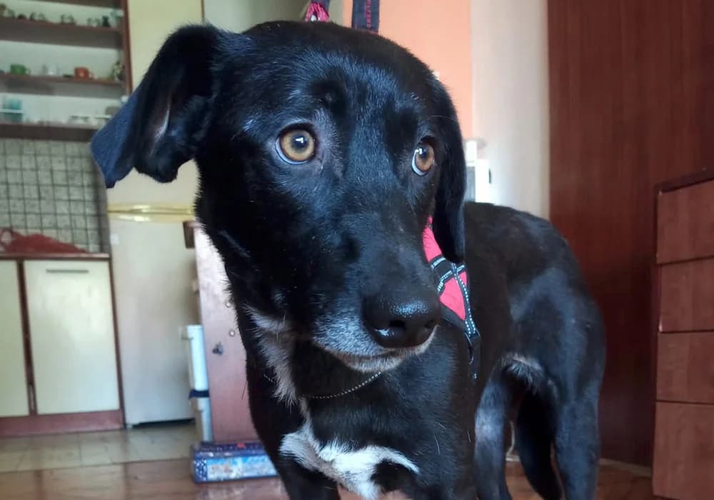 Becky,  Mixed Breed for adoption at Caramelli Rescue Montenegro, Nationwide