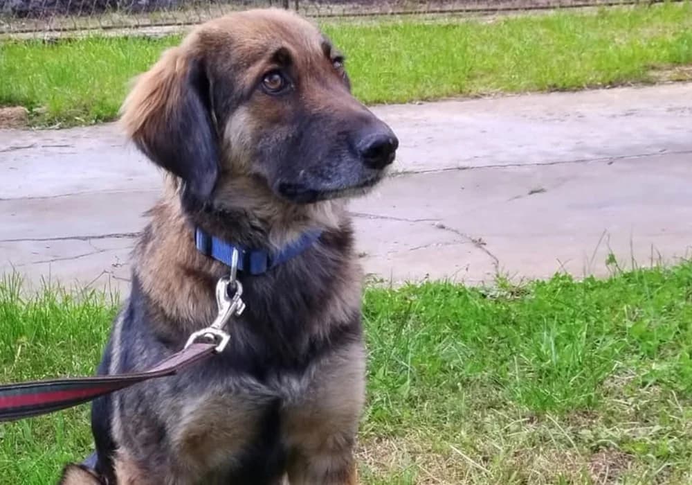Meo,  Mixed Breed for adoption at Caramelli Rescue Montenegro, Nationwide