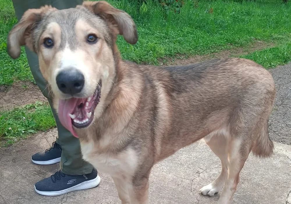 Gagarin,  Mixed Breed for adoption at Caramelli Rescue Montenegro, Nationwide