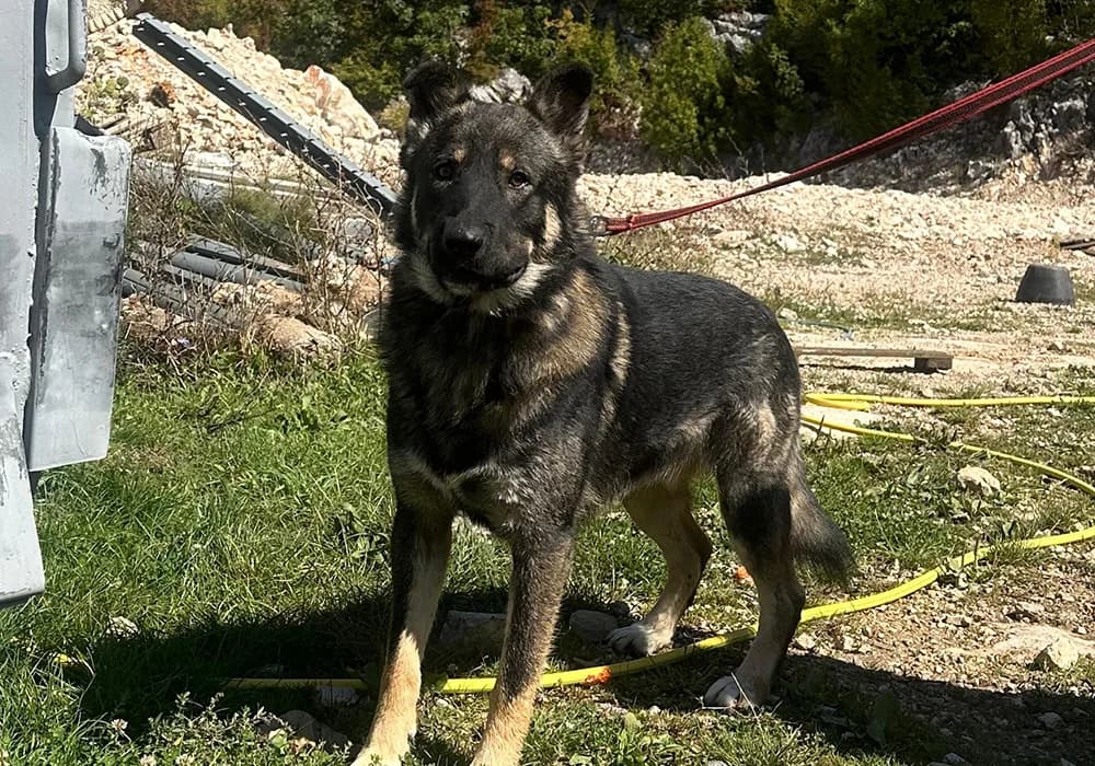 Frodo,  Mixed Breed for adoption at Caramelli Rescue Montenegro, Nationwide