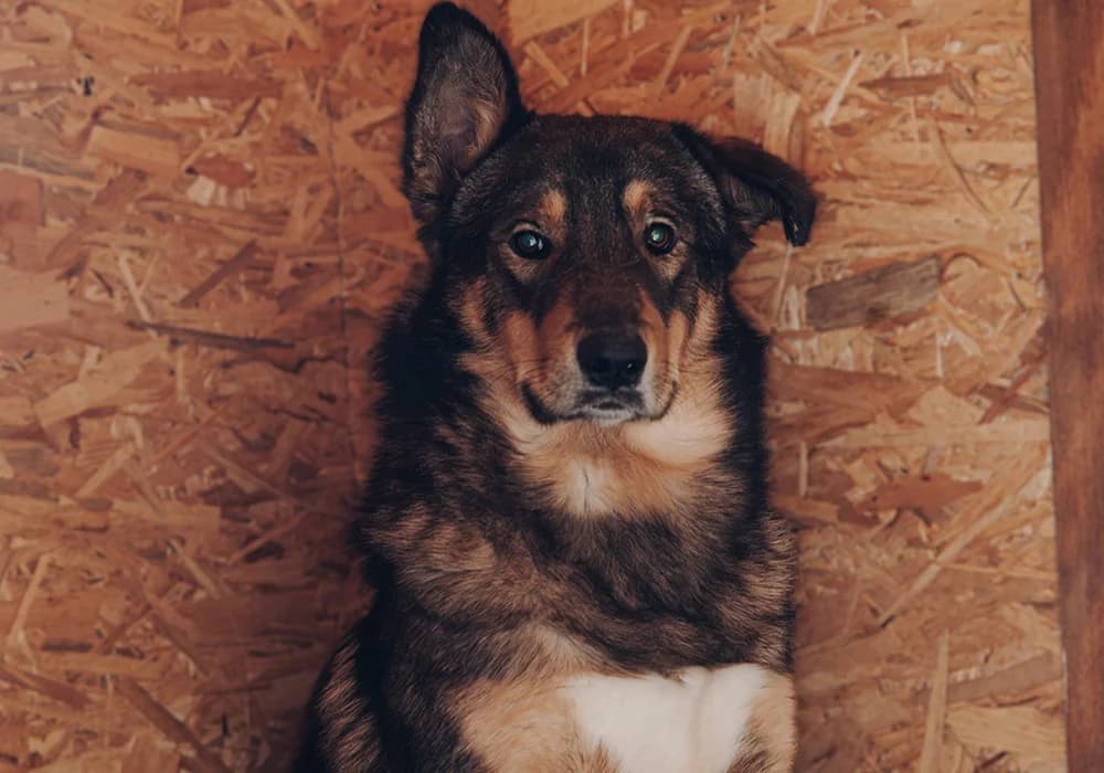 Tihi,  Mixed Breed for adoption at Caramelli Rescue Montenegro, Nationwide