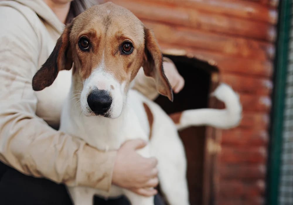 Aki, male 5yo Mixed Breed for adoption at Caramelli Rescue Montenegro, Nationwide