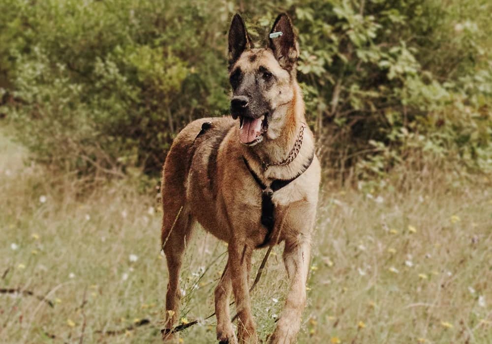 Nika, female 6yo Mixed Breed for adoption at Caramelli Rescue Montenegro, Nationwide