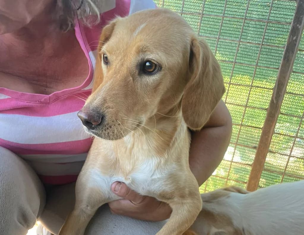 Sira,  Mixed Breed for adoption at Caramelli Rescue Montenegro, Nationwide