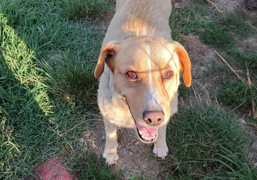 Megan,  Mixed Breed for adoption at Caramelli Rescue Montenegro, Nationwide