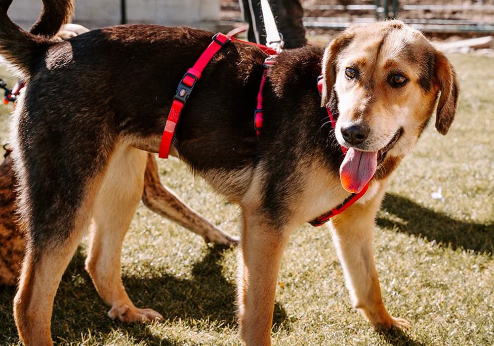 Elsa, female Mixed Breed for adoption at Caramelli Rescue Montenegro, Nationwide