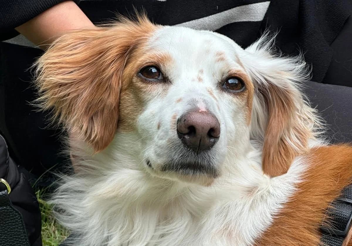 Lola,  Mixed Breed for adoption at Caramelli Rescue Montenegro, Nationwide