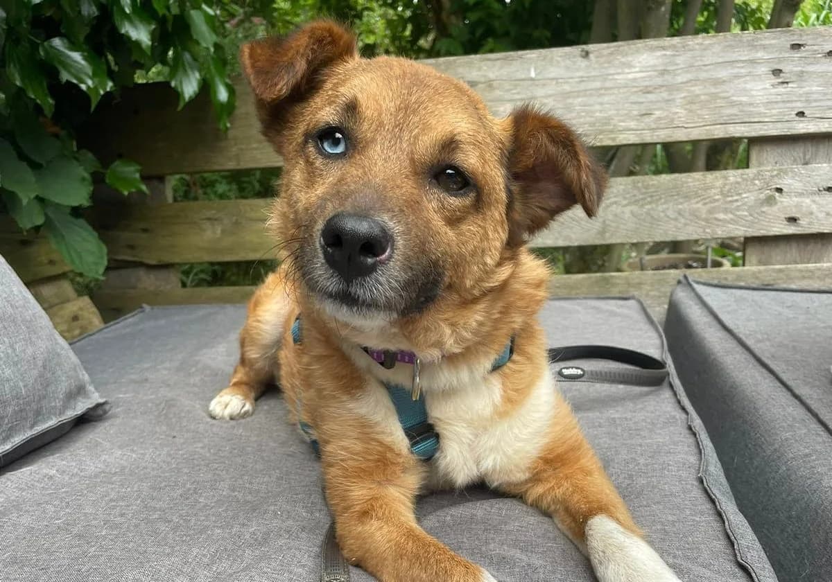 Blue Beppo,  Mixed Breed for adoption at Caramelli Rescue Montenegro, Nationwide