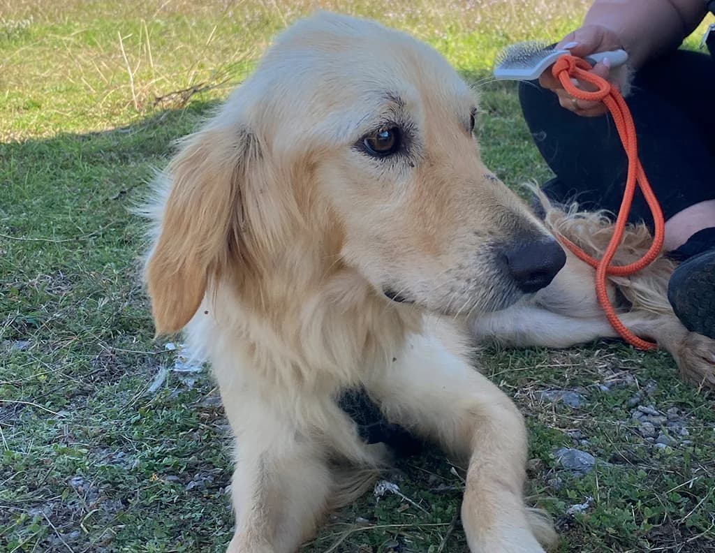Nala, female 4yo Mixed Breed for adoption at Caramelli Rescue Montenegro, Nationwide