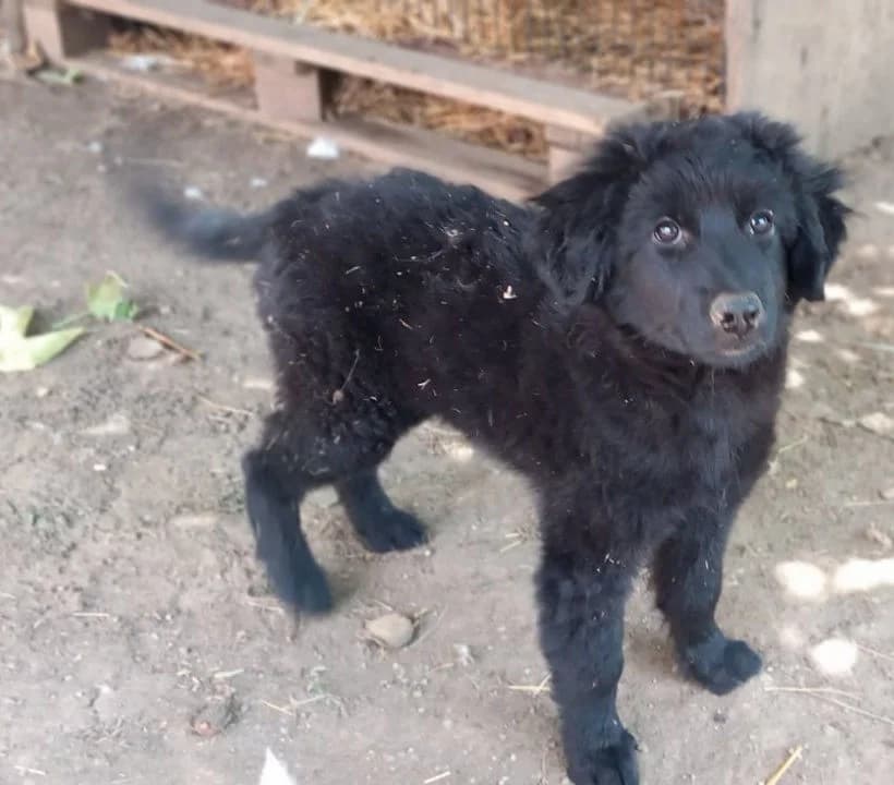 Crni, male Mixed Breed for adoption at Mali i Veliki Raj, Podgorica