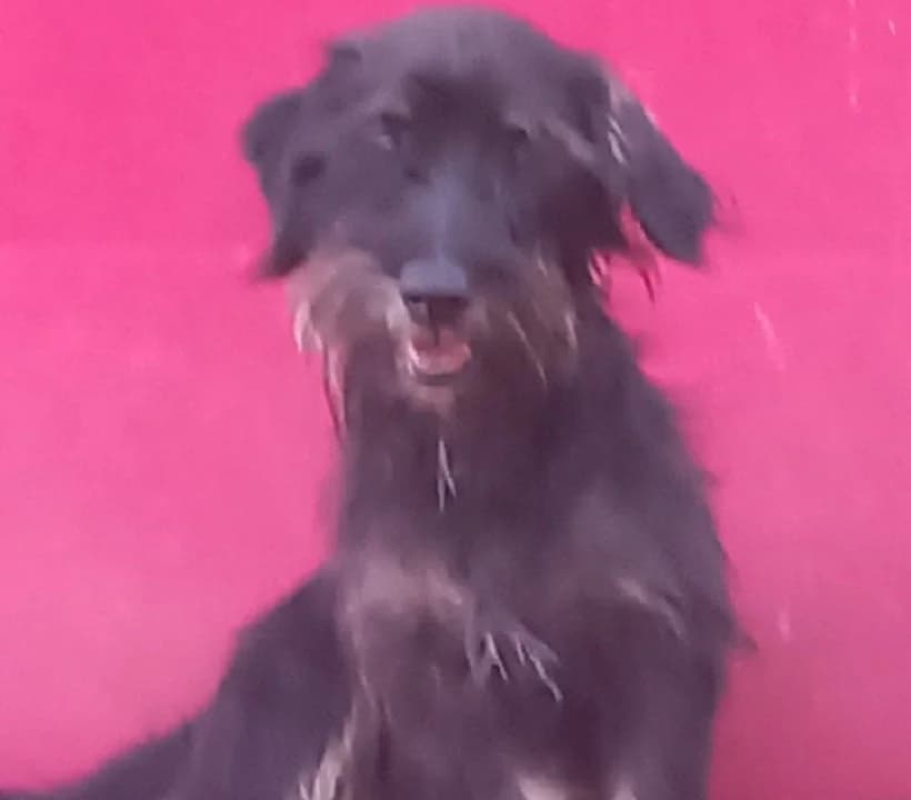Dečko, male Mixed Breed for adoption at Mali i Veliki Raj, Podgorica