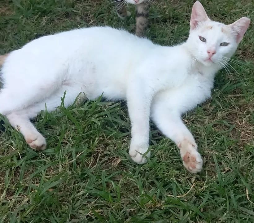 Medo, male Mixed Breed for adoption at Mali i Veliki Raj, Podgorica