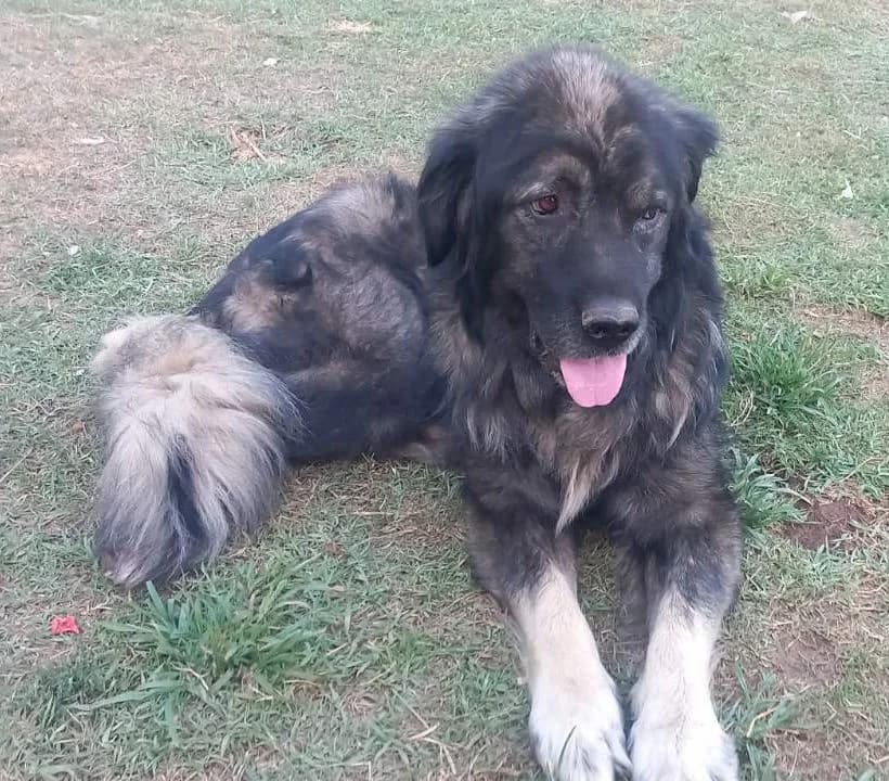 Medo, male Mixed Breed for adoption at Mali i Veliki Raj, Podgorica