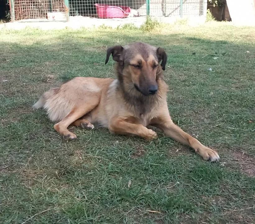 Reks, male Mixed Breed for adoption at Mali i Veliki Raj, Podgorica