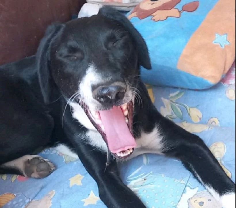 Tea, female Mixed Breed for adoption at Mali i Veliki Raj, Podgorica