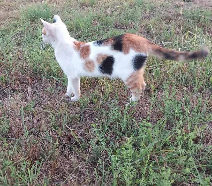 Tigrica, female Mixed Breed for adoption at Mali i Veliki Raj, Podgorica