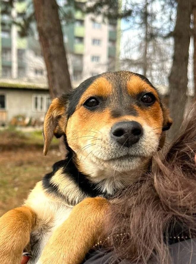 Tilly, female puppy mixed breed for adoption at Strays Without Borders, Skopje
