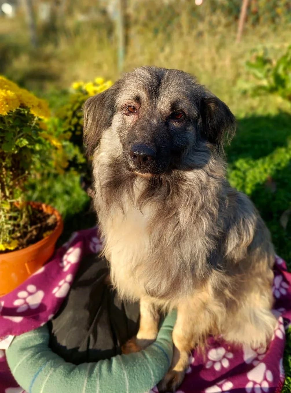 Sharko, male mixed breed for adoption at Strays Without Borders, Skopje