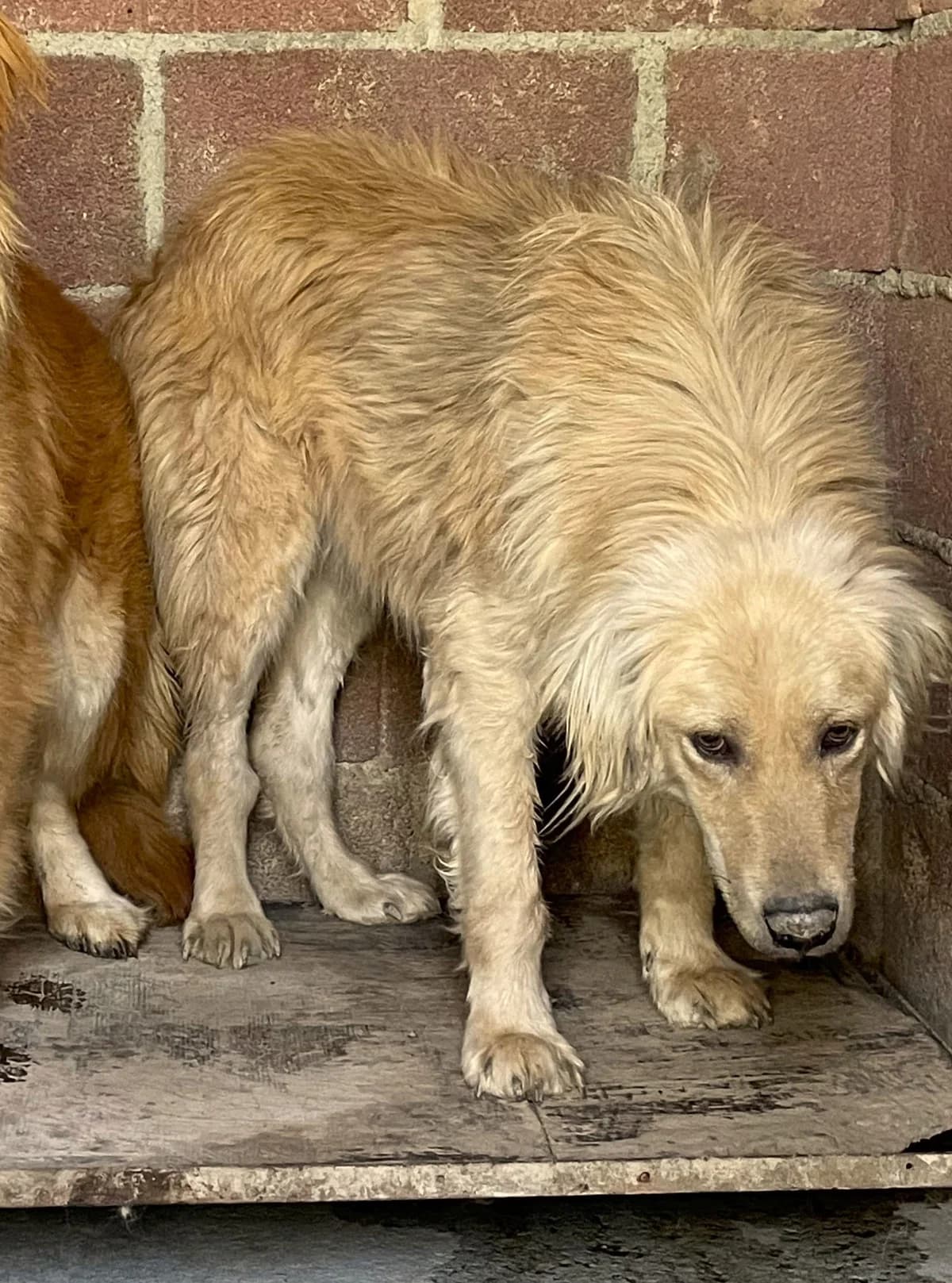 Anya, female puppy mixed breed for adoption at Strays Without Borders, Skopje
