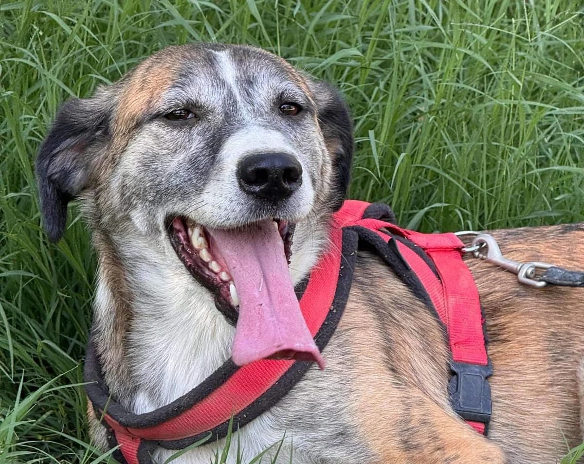 Farkas, female mixed breed for adoption at Strays Without Borders, Skopje
