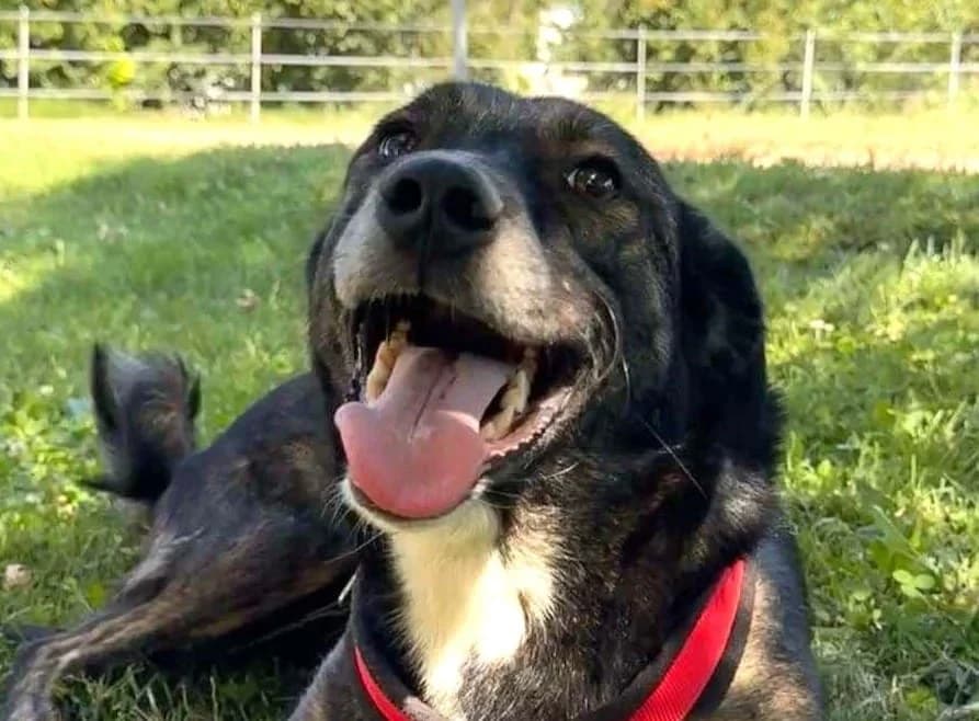 Dana, female mixed breed for adoption at Strays Without Borders, Skopje