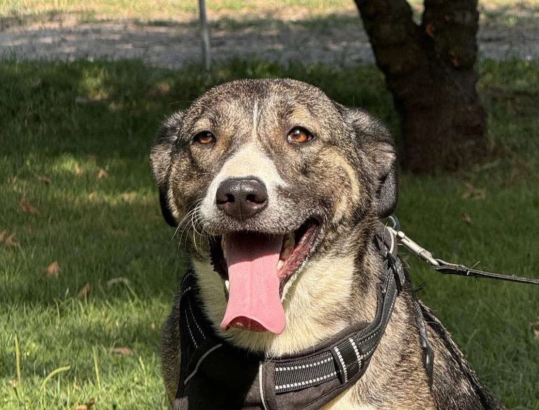 Cenia, female mixed breed for adoption at Strays Without Borders, Skopje