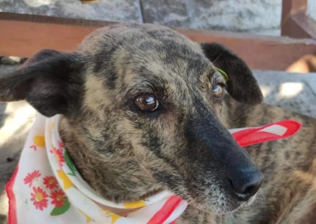 Tera, female mixed breed for adoption at Strays Without Borders, Skopje